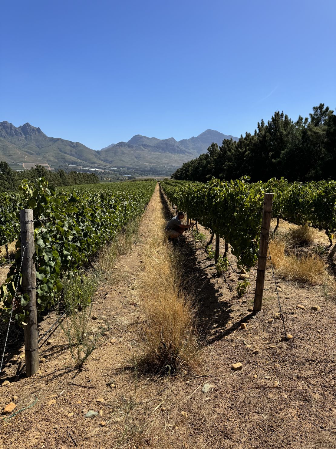 Vergelegen Wine Estate has more than 100 hectares of vineyards.